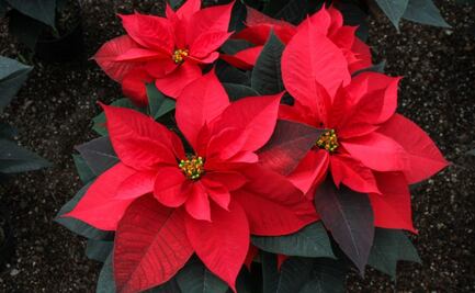 ¿Cuándo comienza la temporada de nochebuenas? Así puedes cuidarla 