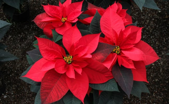 Los mejores consejos para mantener viva tu flor de Nochebuena después de Navidad