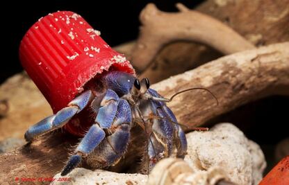 Cangrejos ermitaños prefieren usar tapas de plástico, que conchas de caracol, para protegerse del Sol