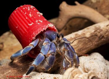 Cangrejos ermitaños prefieren usar tapas de plástico, que conchas de caracol, para protegerse del Sol