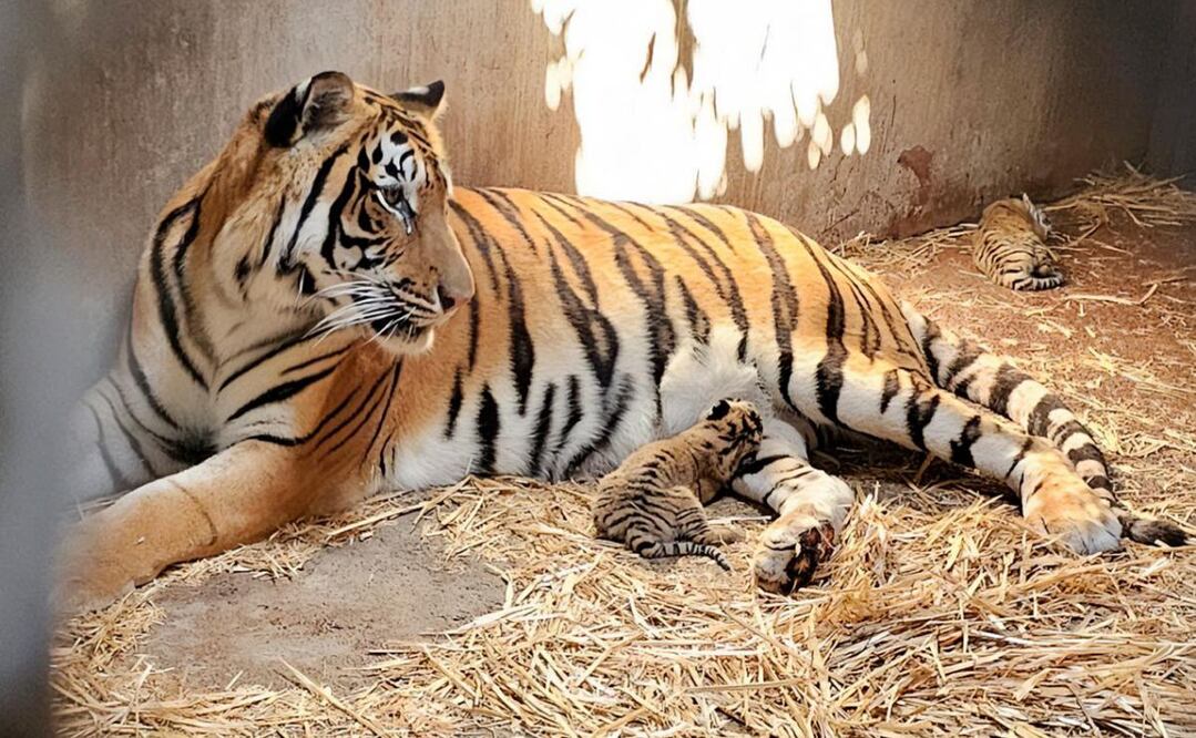 Tras muerte del Rey León por descuido, Profepa asegura 119 ejemplares del Zoológico de Culiacán. Foto: Especial