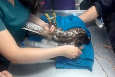 Rescatan águila herida en Línea 12 del Metro