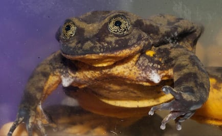 La rana Romeo busca un amor desesperadamente para preservar su especie