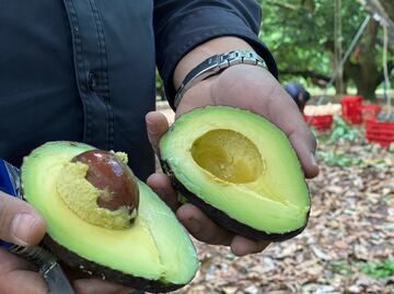 Gobierno federal garantiza reforzar medidas necesarias para reactivar exportación de aguacate a EU