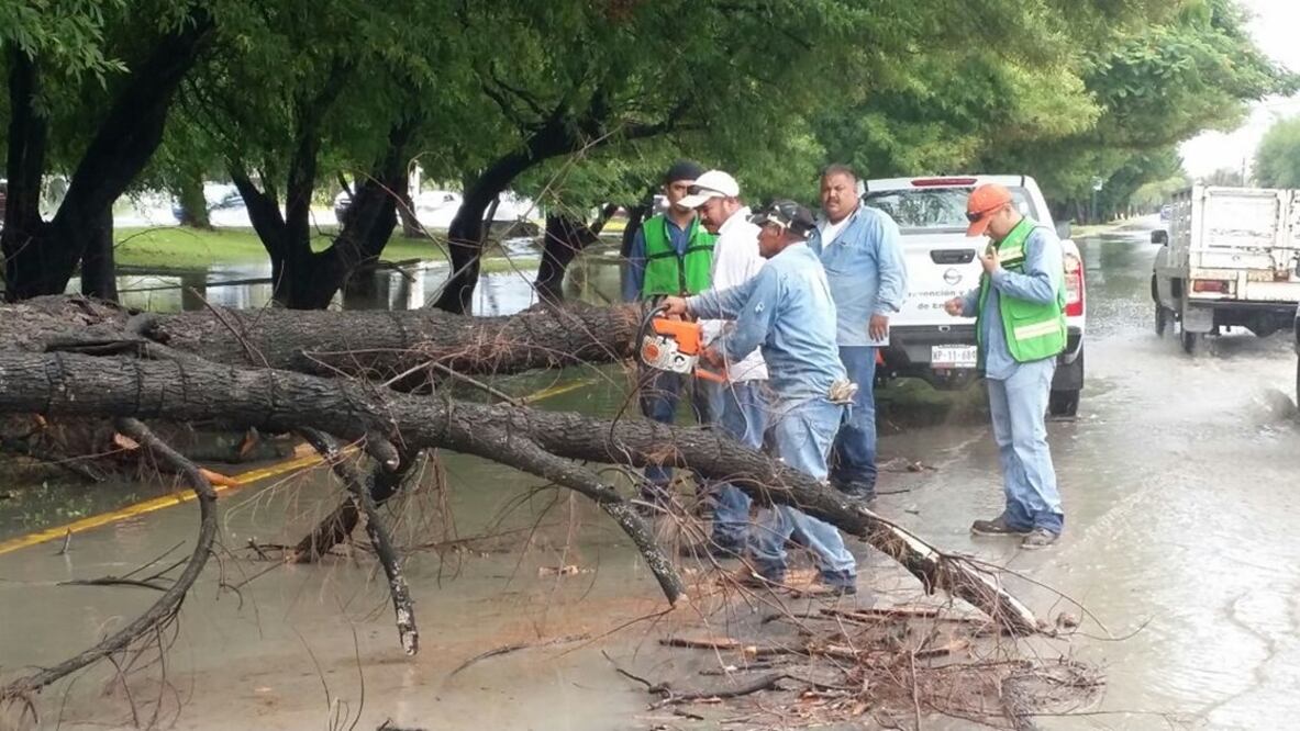 Foto: BRIGADAS EN CD. VICTORIA