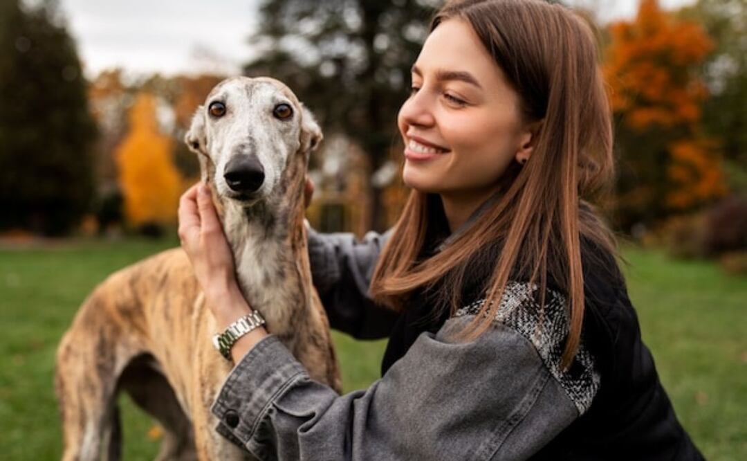 Los galgos son una de las razas más antiguas del mundo. Fuente: Freepik.