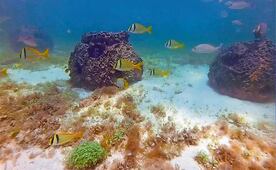 Construyen primer arrecife artificial en Río Lagartos, Yucatán