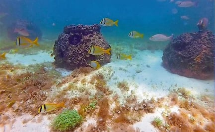 Construyen primer arrecife artificial en Río Lagartos, Yucatán