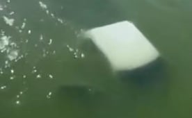 Mueren cuatro elementos de la Semar en Tamaulipas; la camioneta en la que viajaban cayó a un río 