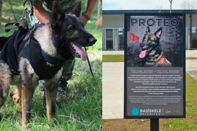 Proteo: Refugio de animales en Turquía lleva el nombre del perro rescatista