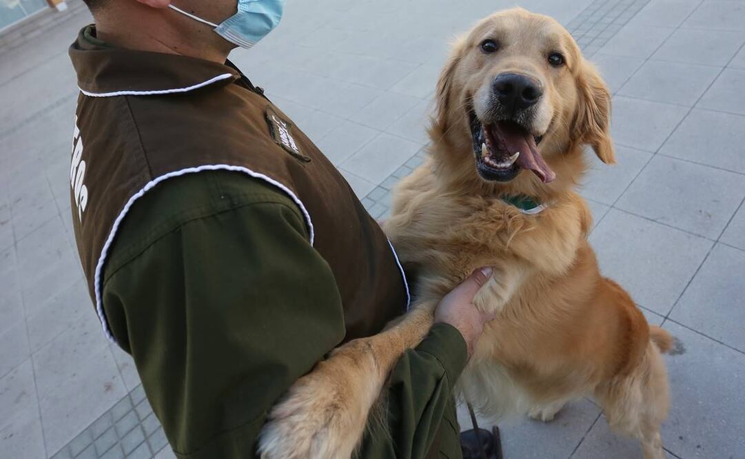 El proyecto desarrollado por Carabineros y la Universidad Católica busca crear una primera brigada canina capacitada para poder detectar en espacios públicos personas enfermas de Covid-19 (Fotos: AFP)