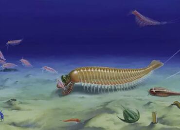 Descubren un fósil con cinco ojos de hace 520 millones de años