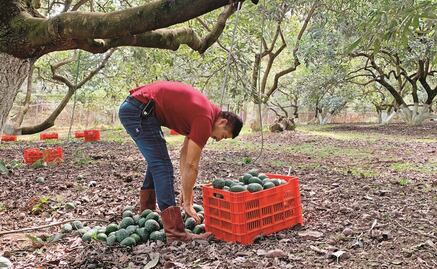 Precio del aguacate, por los suelos; frenan cortes en huertas