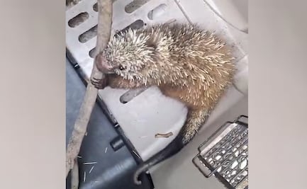 Profepa rescata a puercoespín mexicano en Michoacán; ejemplar perdió el ojo y presenta lesión en la nuca