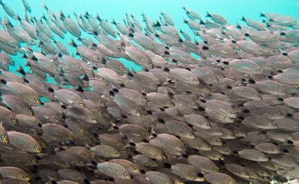 Calentamiento de océanos disminuye población de peces