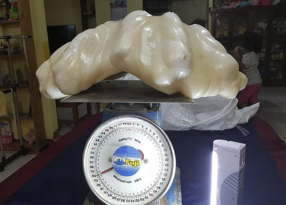 La oficina de turismo de Puerto Princesa que muestra una perla de 34 kilos en Puerto Princesa, Filipinas, que espera convertirse en la más grande del mundo (Foto: EFE)