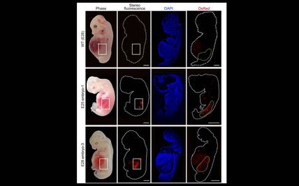 Desarrollan riñones humanizados dentro de embriones de cerdo