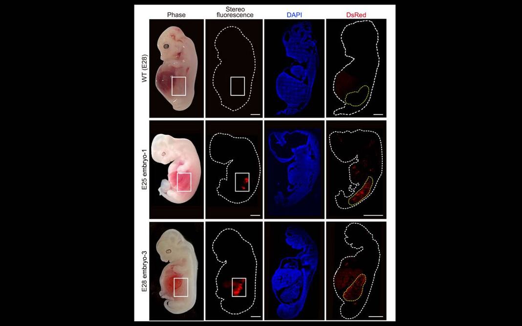 Células renales humanizadas (fluorescencia roja) dentro del embrión en comparación con un embrión enteramente porcino. Foto: EFE