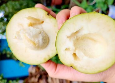 ¿Cómo consumir el zapote blanco para la salud?