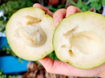 ¿Cómo consumir el zapote blanco para la salud?