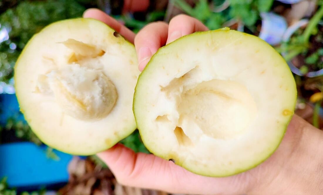 Consume así el zapote blanco para obtener sus beneficios. Foto: Zitla Violenta / Facebook