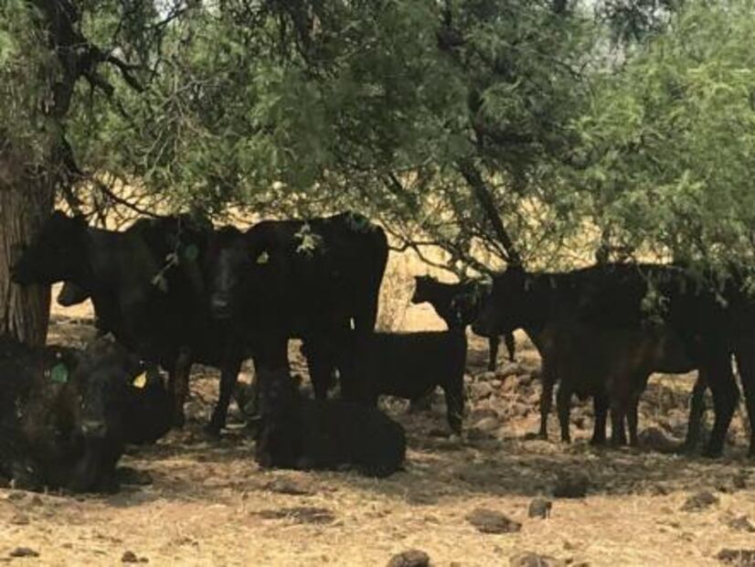 Aseguran cuatro ranchos más a César Duarte