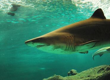 Ataque de tiburón deja una mujer austriaca muerta en Egipto