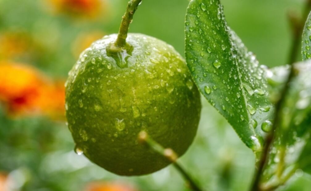 Cuáles son las propiedades curativas del limón