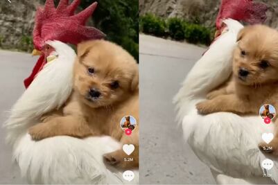 Video viral: perrito pasea sobre un gallo y causa furor en TikTok