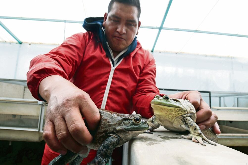 Los ejemplares de este anfibio emiten un sonido parecido al mugido de un toro, son originarias del occidente de Estados Unidos. Cada ejemplar puede llegar a pesar de entre 250 a 300 gramos (FOTOS: JORGE ALVARADO. EL UNIVERSAL)