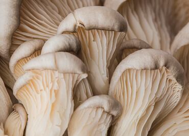 Recibe la temporada de hongos con esta sopa de setas y chochoyotes