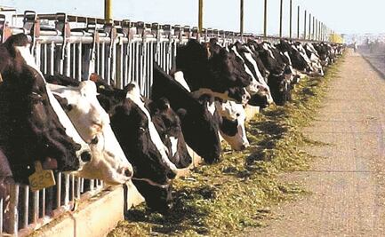 Aumento en insumos presiona los precios de la leche, advierten