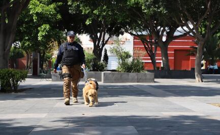 Escuadrón canino de Puebla asegura drogas y armas