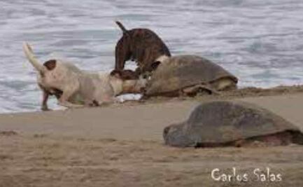 Perros atacan a tortugas marinas mientras desovaban en playas de Yucatán