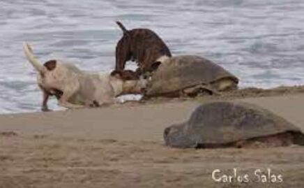 Perros atacan a tortugas marinas mientras desovaban en playas de Yucatán