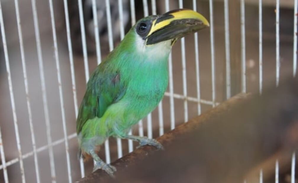 Rescatan a tortuga pavorreal y caimán bebé que iban a ser vendidos en tianguis de Ecatepec