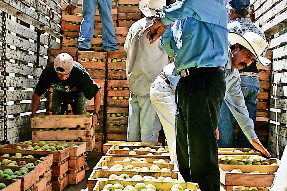 La Secretaría de Economía mantiene una investigación sobre la importación de manzanas de EU por debajo del precio real (ARCHIVO EL UNIVERSAL)