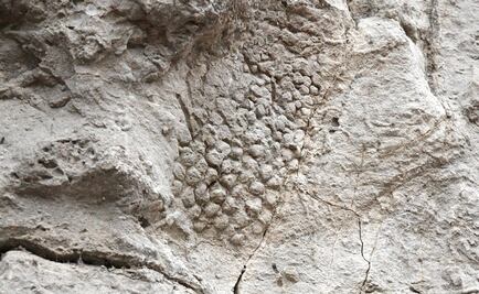 Descubren colágeno conservado en un fósil de dinosaurio