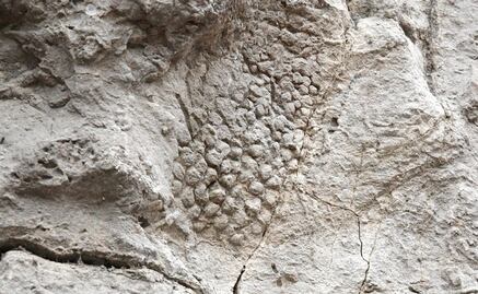 Descubren colágeno conservado en un fósil de dinosaurio