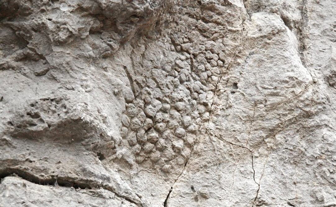 (FOTO: Archivo/EL UNIVERSAL)