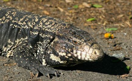 Conoce cuáles son los lagartos más grandes del mundo, según biólogo