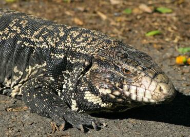 Conoce cuáles son los lagartos más grandes del mundo, según biólogo