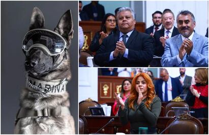 Congreso capitalino dedica un minuto de aplausos a "Proteo" tras morir en Turquía 