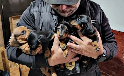 Rescatan a medio centenar de perritos "salchicha" en situación de maltrato 