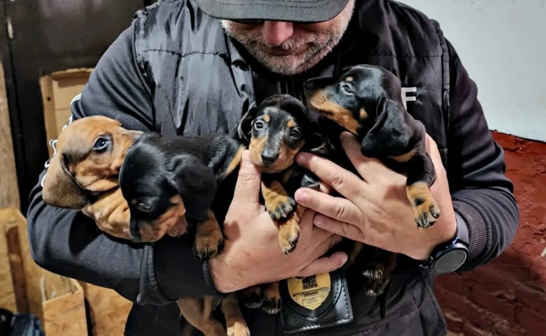 Algunos de los cachorros rescatados. Foto: MPF