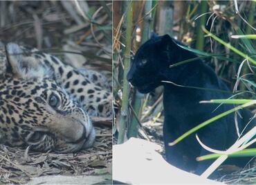 ¡Todavía estás a tiempo! Hoy es el último día para votar por los nombres para los cachorros de jaguar de Chapultepec