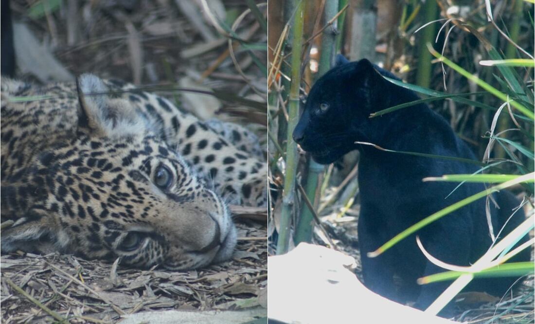 ¡Todavía estás a tiempo! Hoy es el último día para votar por los nombres para los cachorros de jaguar de Chapultepec. Foto: Especial