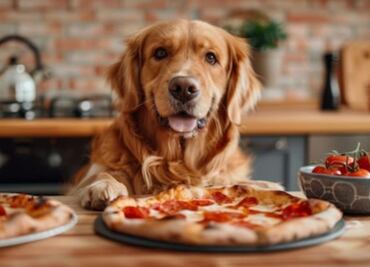 Por qué las pizzas no es un buen alimento para los perros, según veterinaria