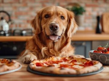 Por qué las pizzas no es un buen alimento para los perros, según veterinaria