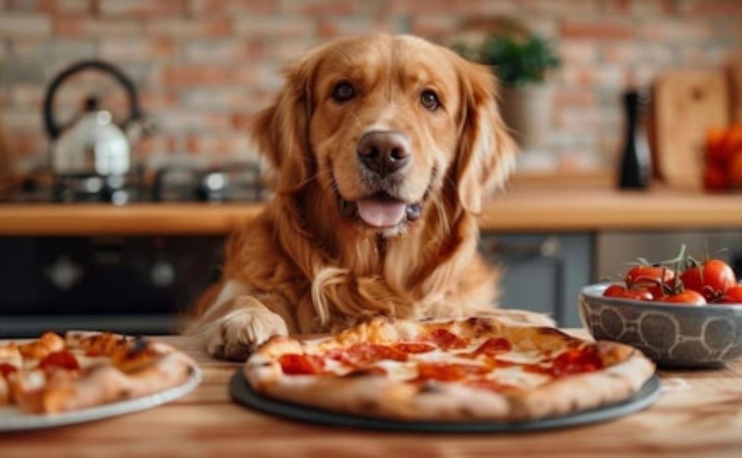 Si tu perro ha consumido pizza, es importante estar atento a cualquier signo de malestar. Fuente: Freepik.